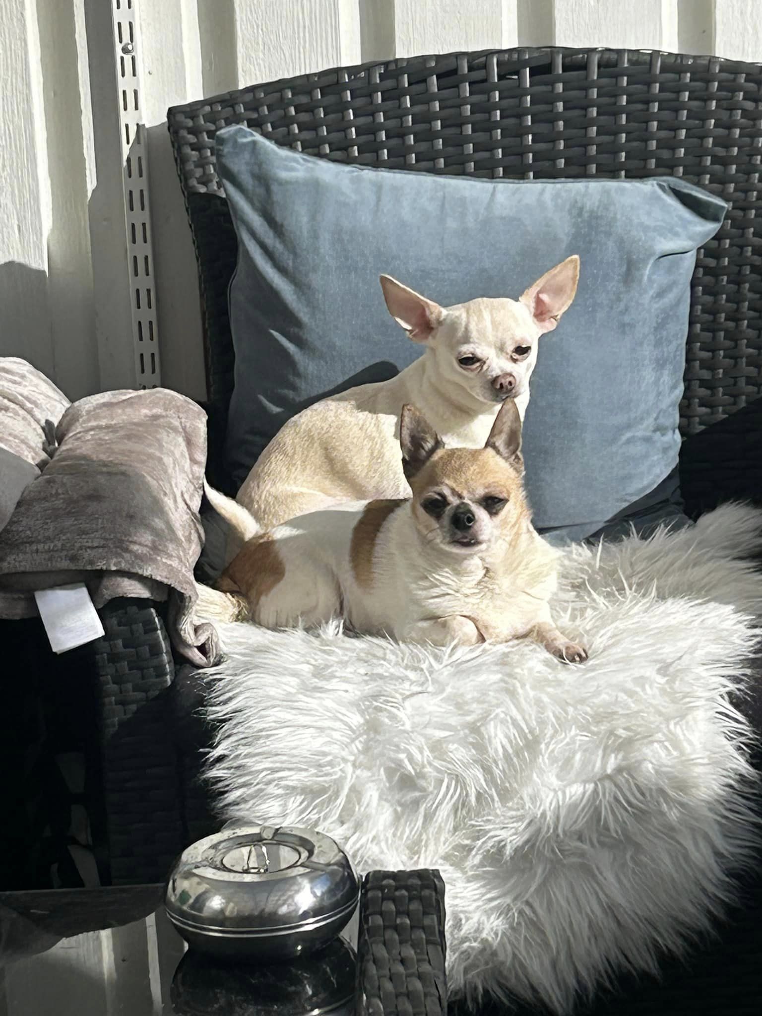 Skriver du om hundar? Ja då kan du sälja alla tillbehör till hunden genom affiliate. Du kan sälja hundmat, hundkläder och dessutom djurförsäkringar. Självklart passar även veterinär in här också. Bara du hittar en röd tråd som går igenom all reklam du lägger ut med innehållet dvs content på din hemsida och blogg så är du på en fast mark. En klok människa bygger sitt hus på fast mark så det ej blåser omkull.